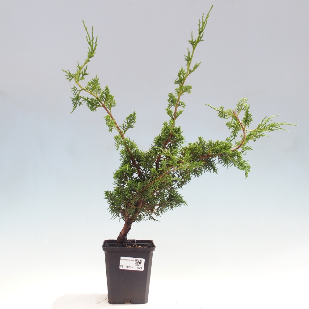 Vonkajší bonsaj - Juniperus chinensis Itoigawa