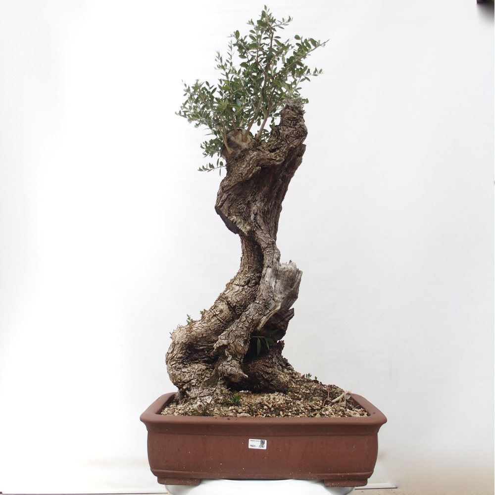Izbová bonsai - Olea europaea sylvestris -Oliva evropská drobnolistá