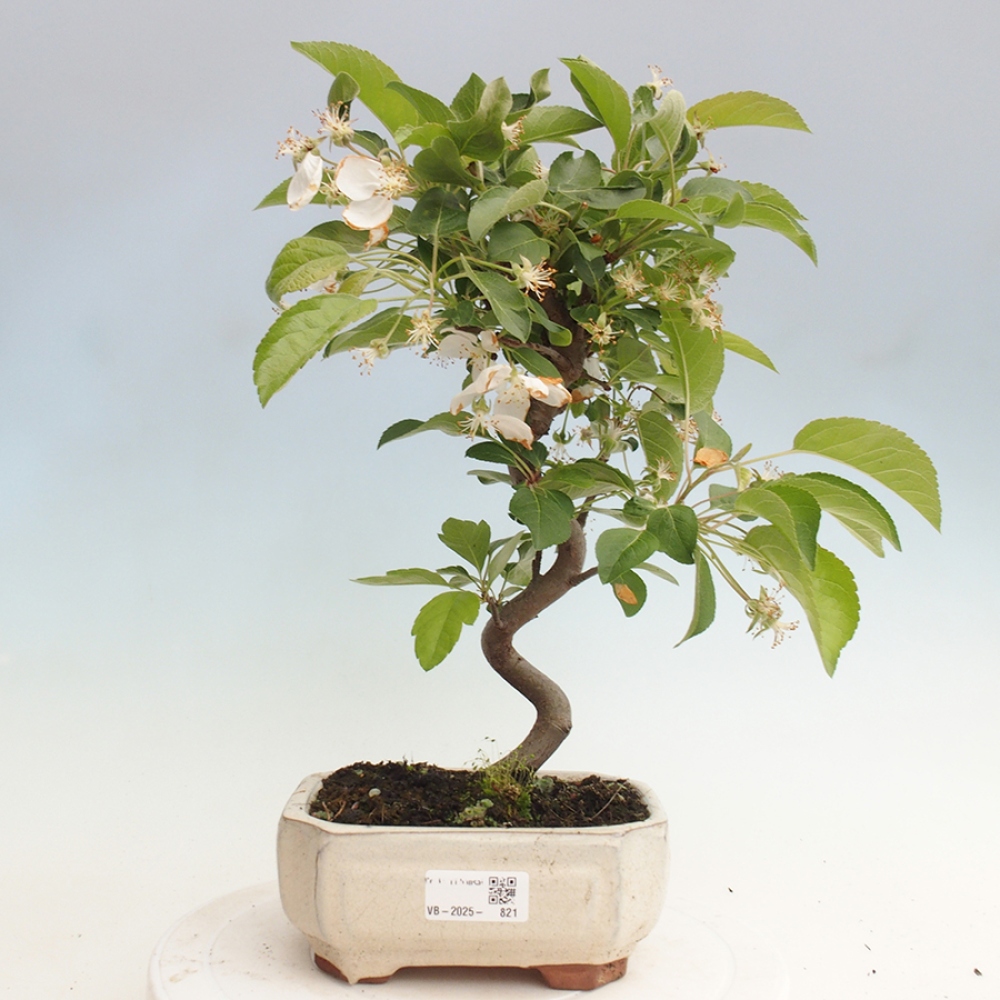 Vonkajší bonsai -Malus halliana - Maloplodá jabloň
