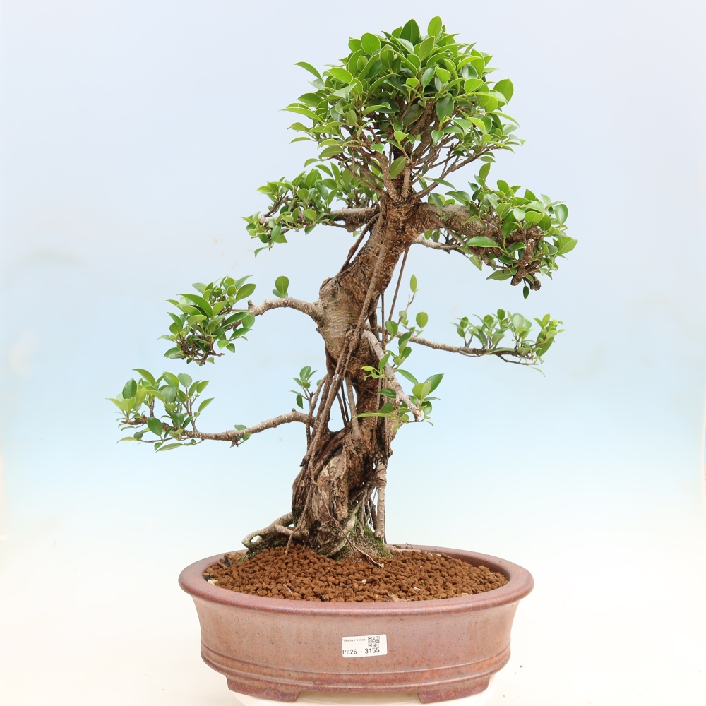 Izbové bonsaje - Ficus kimmen - drobnolistý fikus