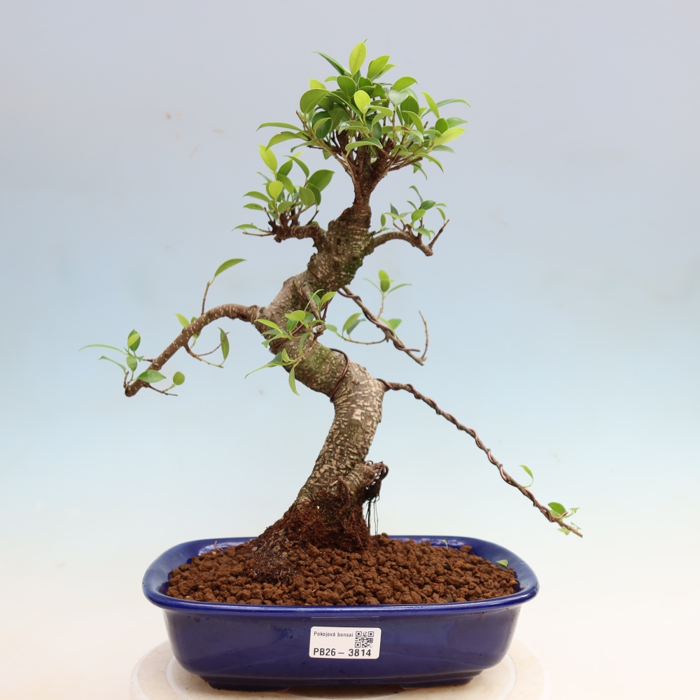 Izbové bonsaje - Ficus kimmen - drobnolistý fikus