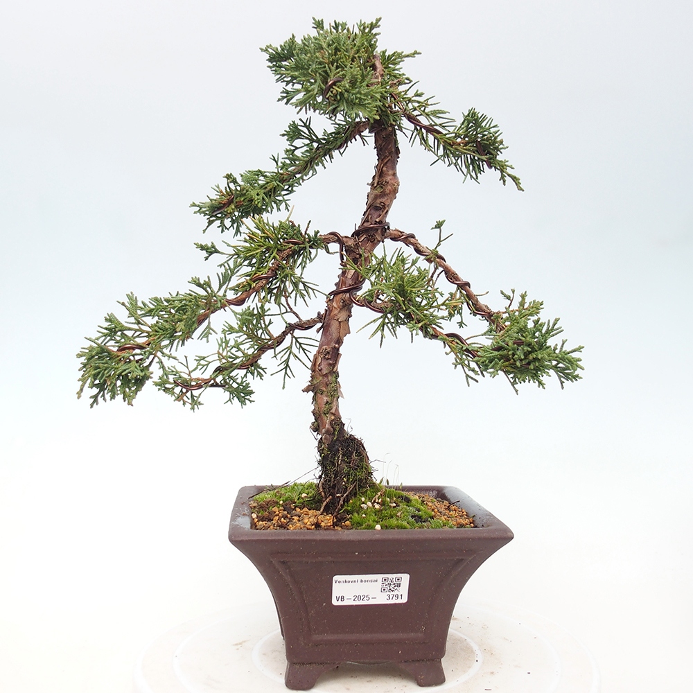 Vonkajší bonsaj - Juniperus chinensis Kishu