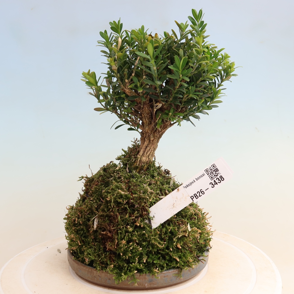 Kokedama s misou – Buxus harlandii – korkový buxus  