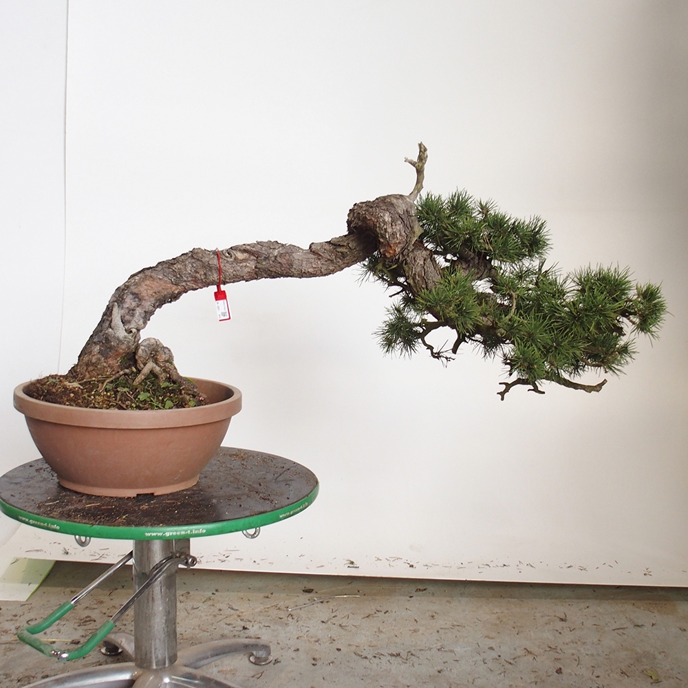 Yamadori - Pinus sylvestris Španielsko