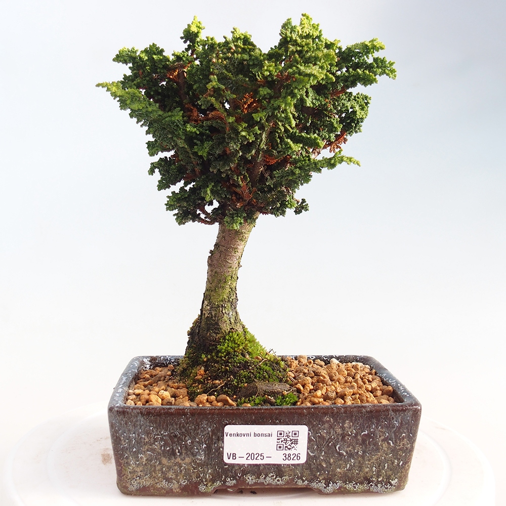 Vonkajší bonsaj - Cham. obtusa SEKKA HINOKI - Cypruštek