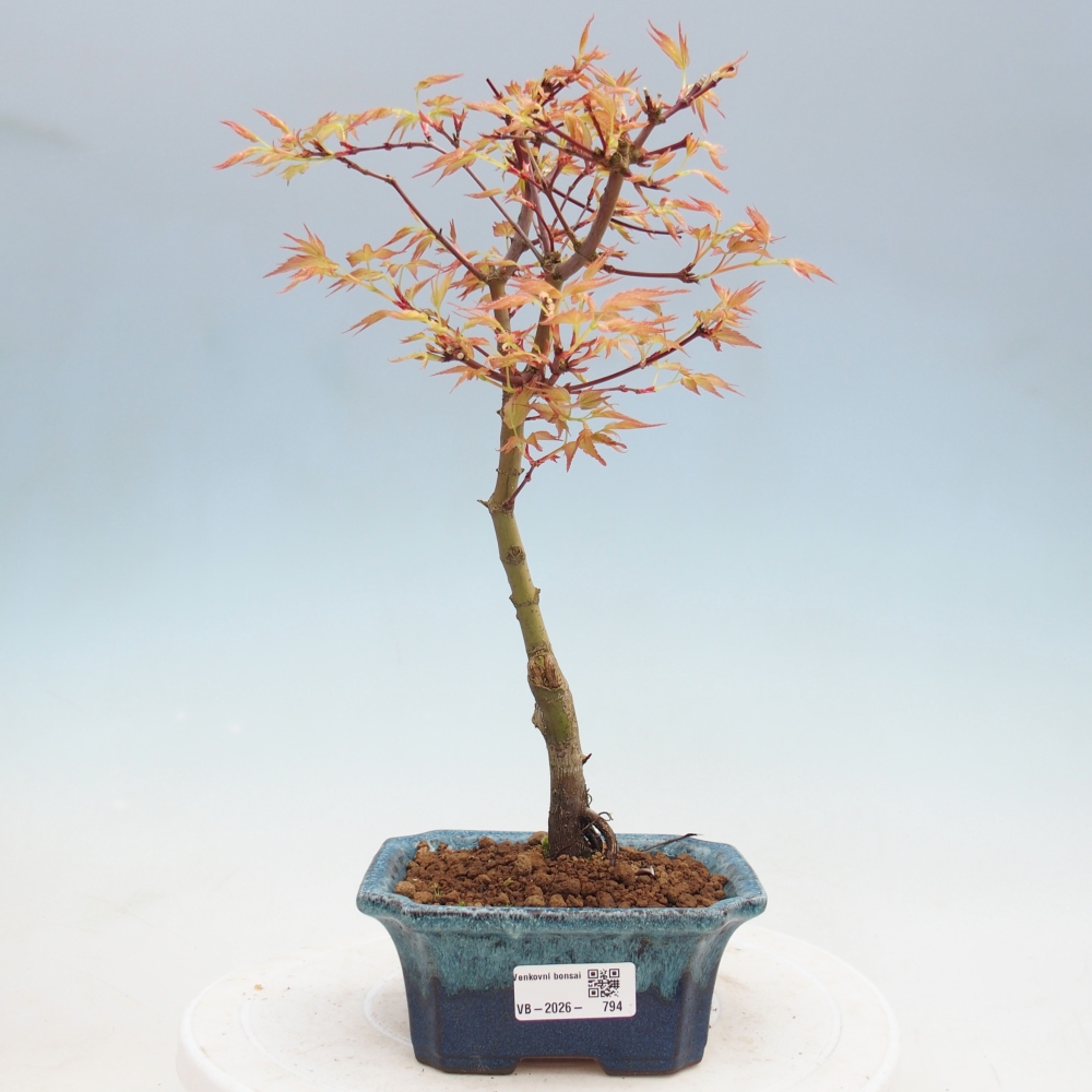 Javor poľný - Acer palmatum Beni Tsukasa
