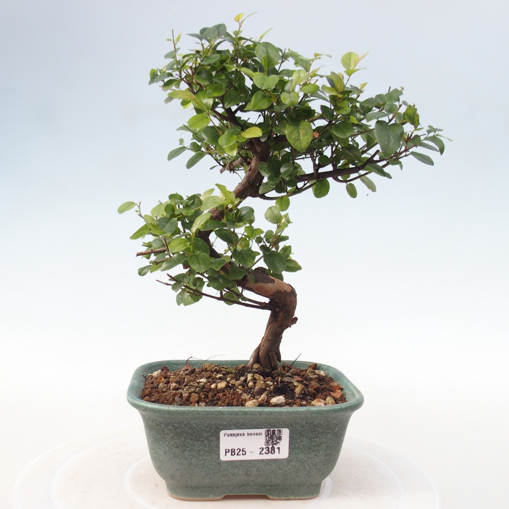 Izbová bonsai - Sagerécia thea - Sagerécia thea