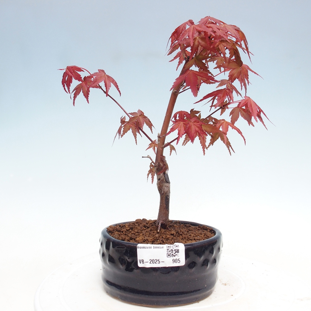 Vonkajšie bonsai - Javor dlaňolistý - Acer palmatum DESHOJO
