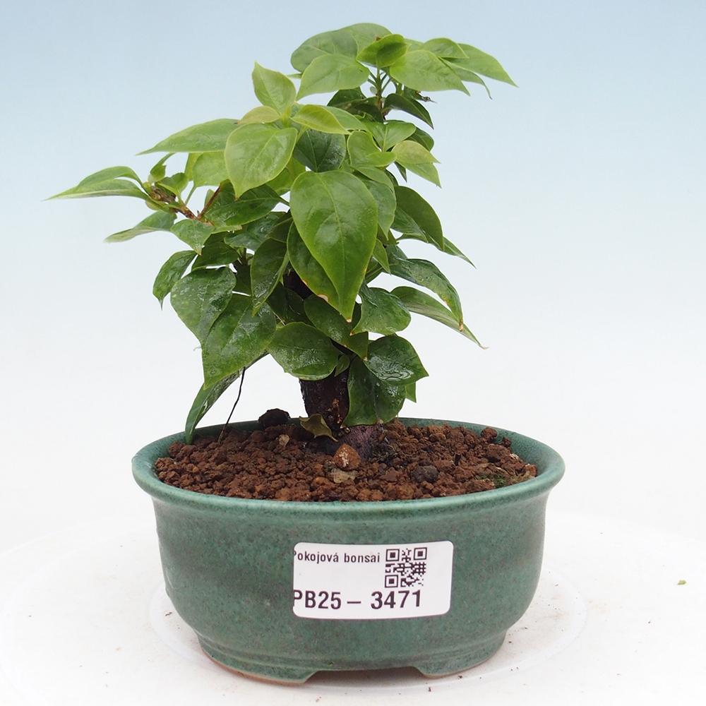 Izbové bonsaje - Bouganwilea