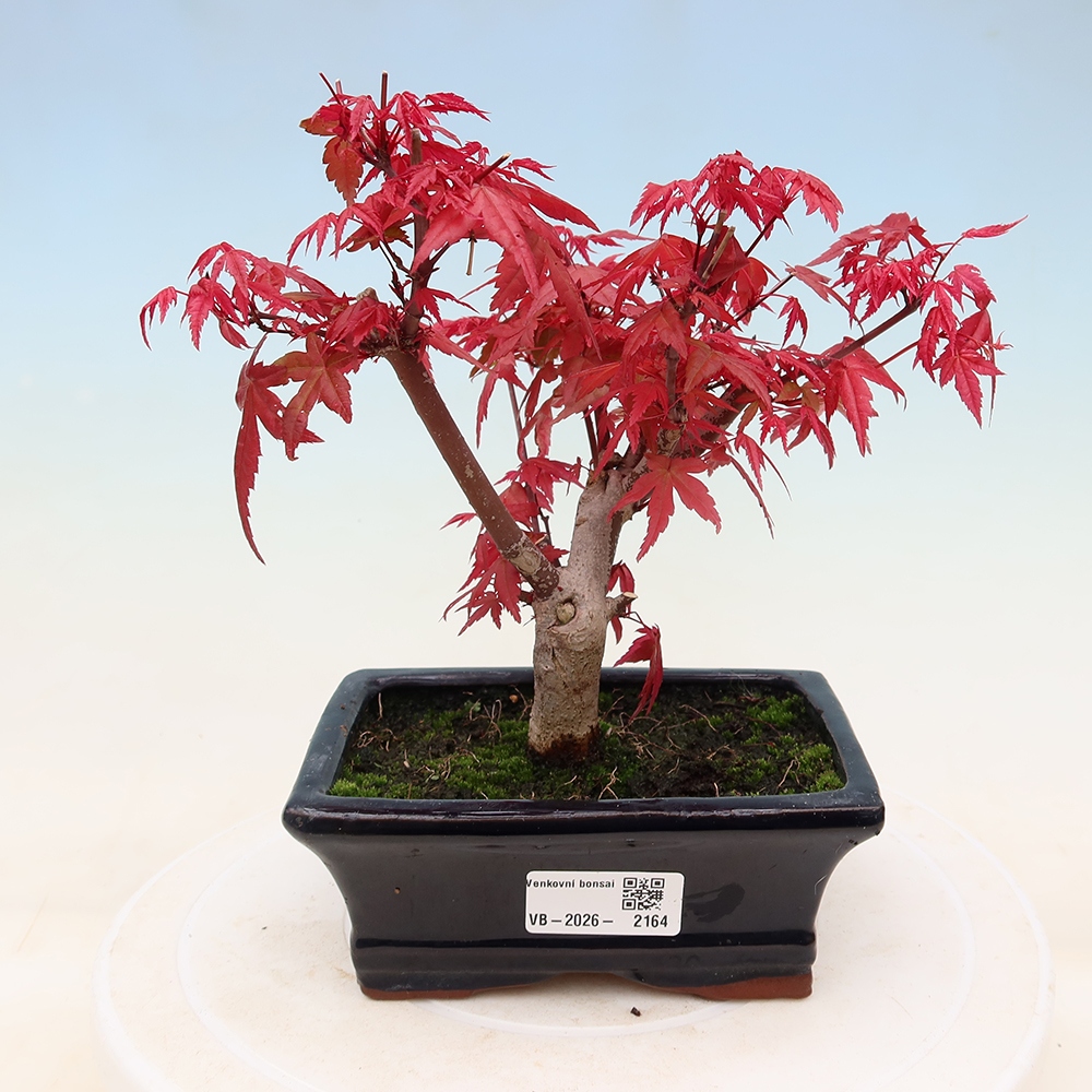 Vonkajší bonsaj - Acer palmatum DESHOJO