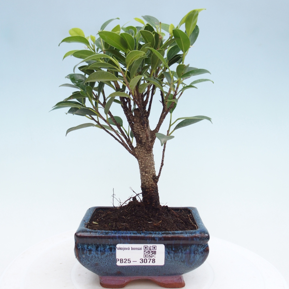 Izbová bonsai - Malolistý fikus - Ficus kimmen