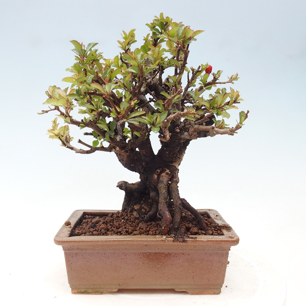 Vonkajšie bonsaje - Chaneomeles speciosa - Kdoule