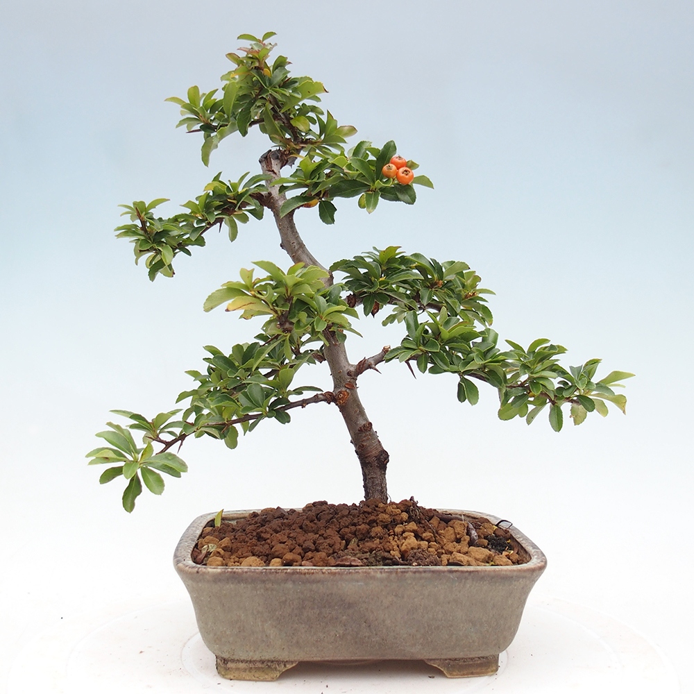 Vonkajšie bonsaje-Pyracantha Teton -Hlox