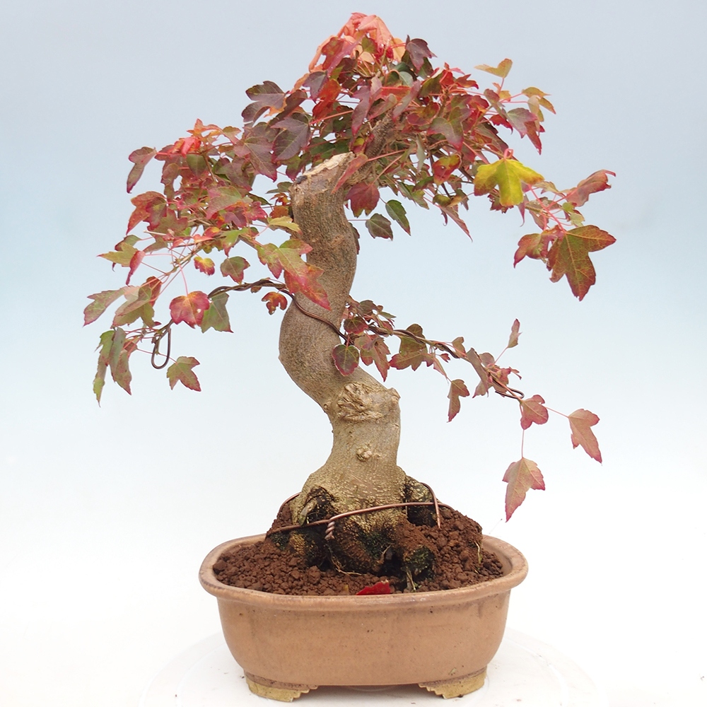 Vonkajšie bonsai - Javor Buergerianum - Javor Burgerův