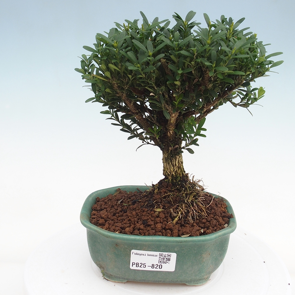 Izbová bonsai - Buxus harlandii - korkový buxus