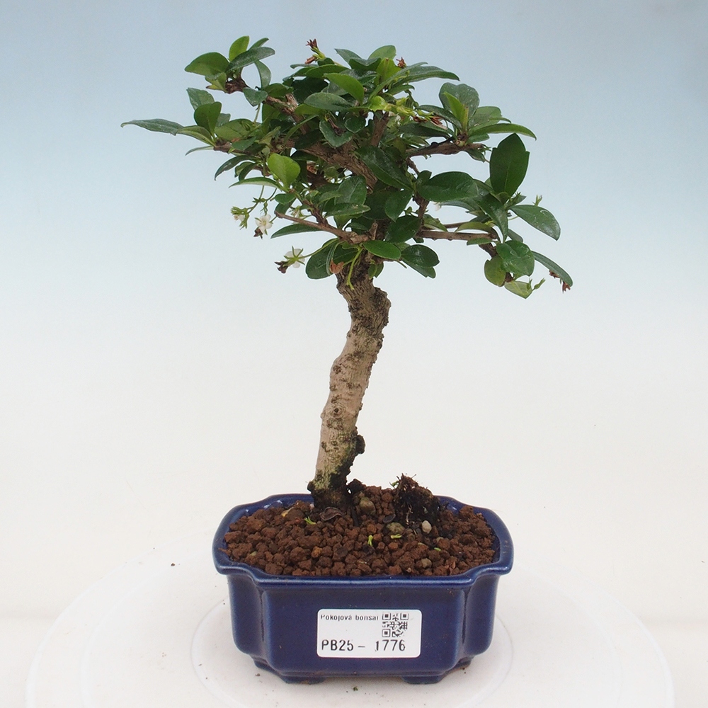 Izbová bonsai - Carmona macrophylla - Čaj fuki
