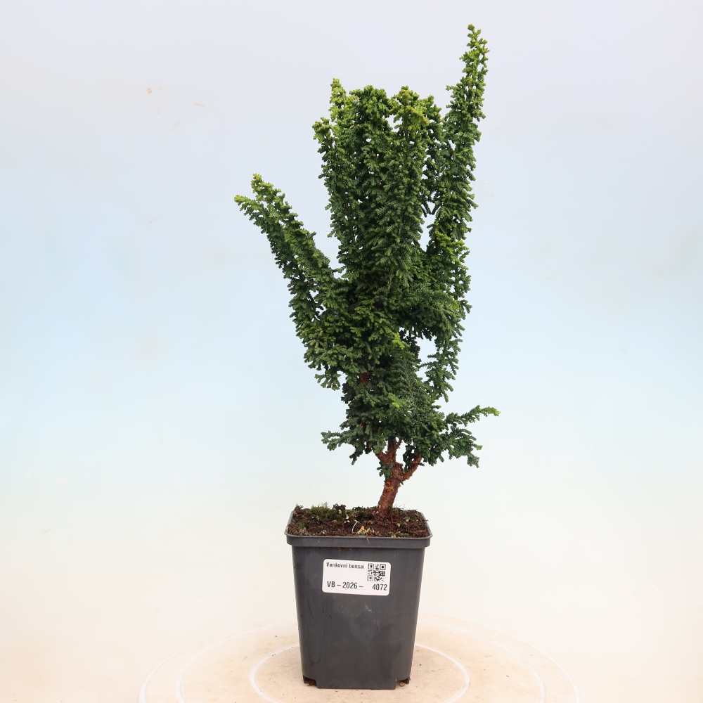 Vonkajší bonsaj - Cham. obtusa SEKKA HINOKI - Cypruštek
