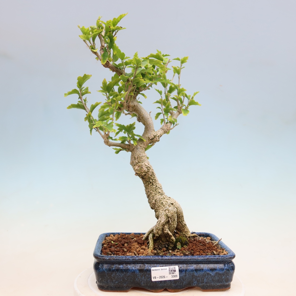 Vonkajšie bonsaje – Hibiscus syriacus – ibištek sýrsky