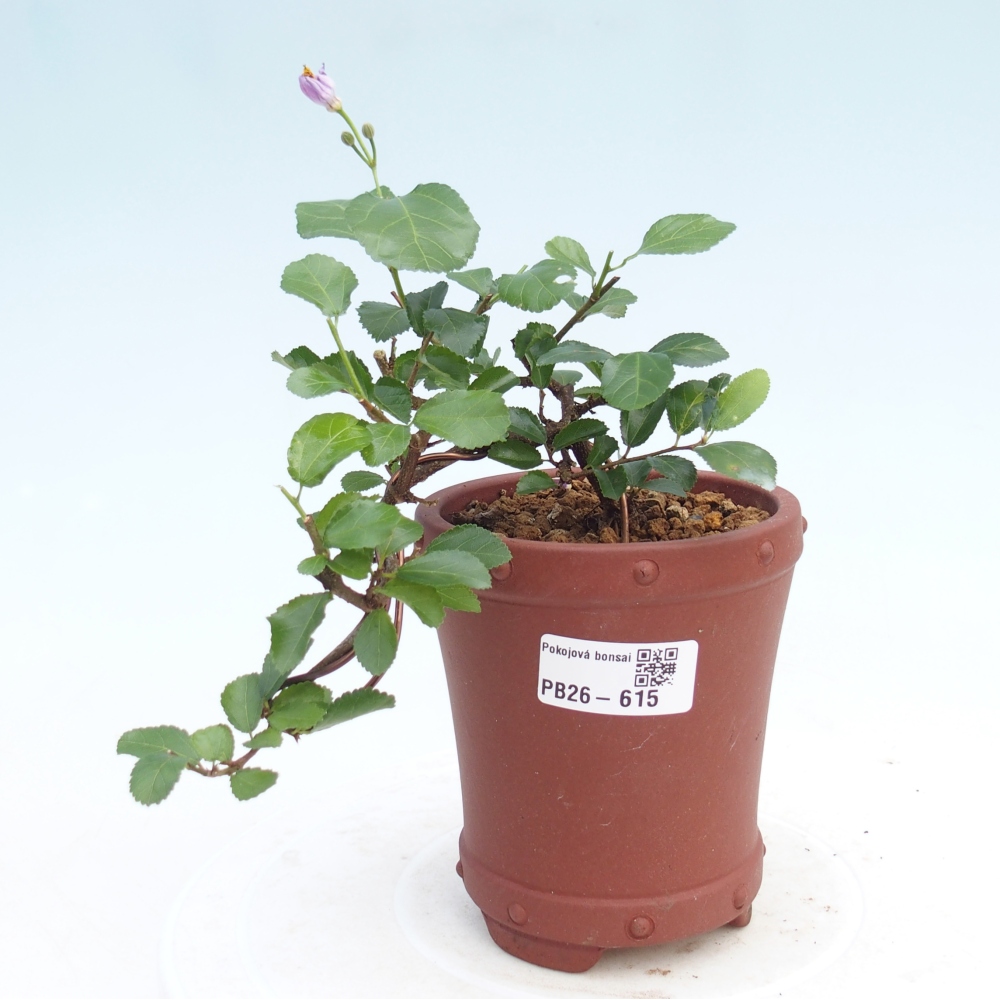 Izbový bonsaj - Grewia occidentalis - Levanduľová hviezdica