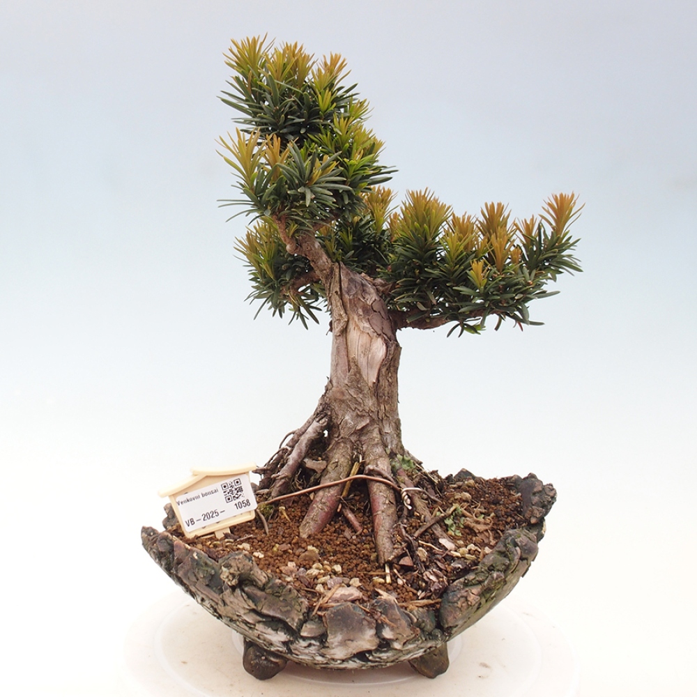 Vonkajší bonsai - Taxus cuspidata - Tis japonský