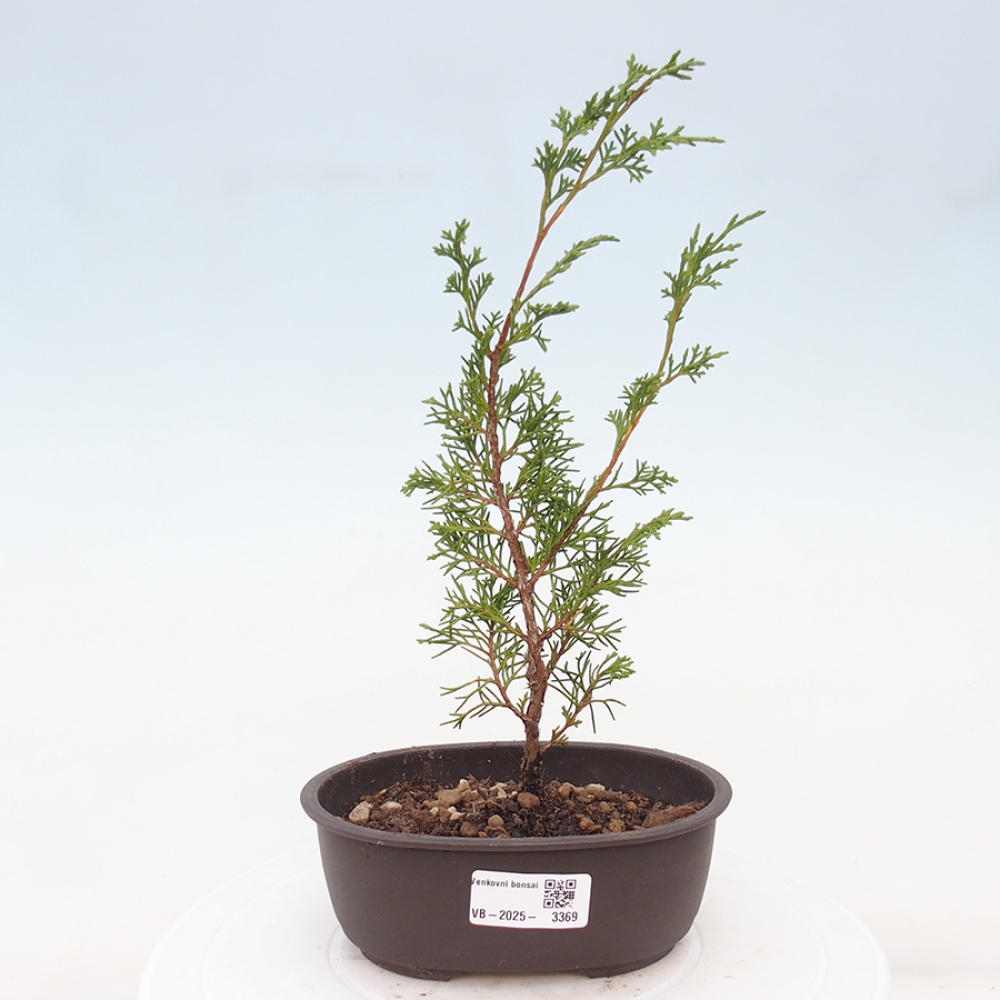 Vonkajší bonsai - Juniperus chinensis Itoigawa -Jalovec čínsky