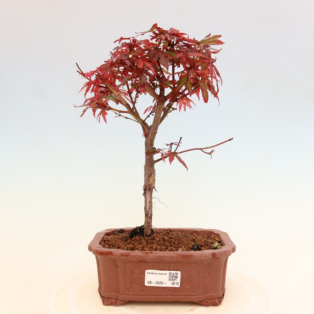 Vonkajší bonsai – javor dlaňolistý – Acer palmatum Berry Broom 