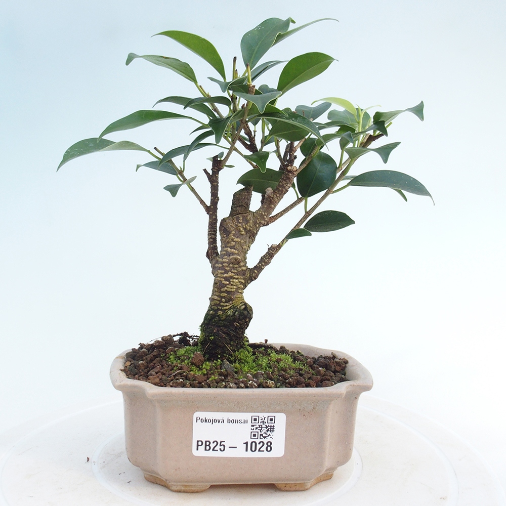 Izbová bonsai - Malolistý fikus - Ficus kimmen