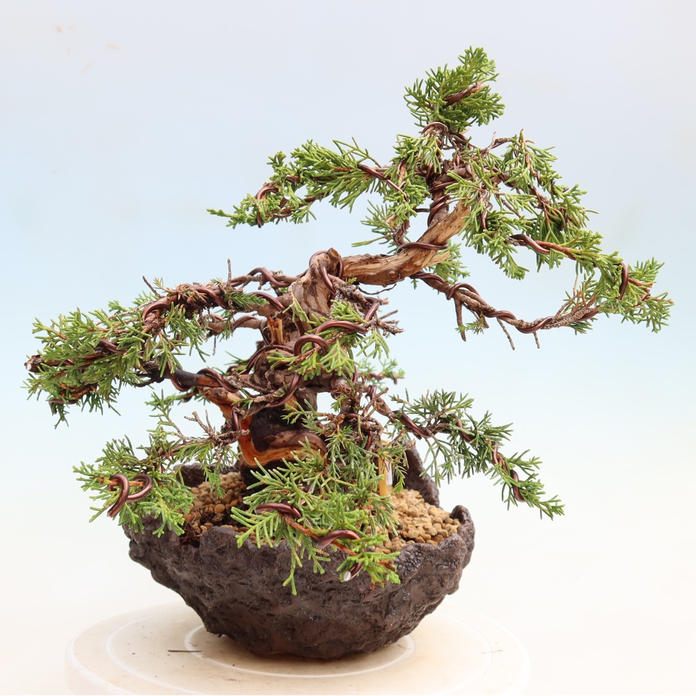 Vonkajší bonsai – Juniperus chinensis Itoigawa – čínsky jalovec