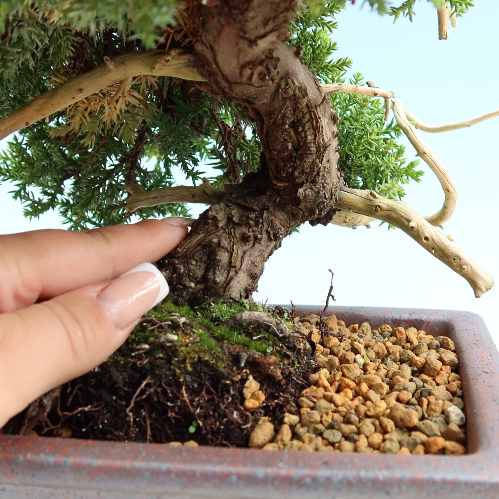 Vonkajší bonsai – Juniperus procumbens – Jalovec ležiaci