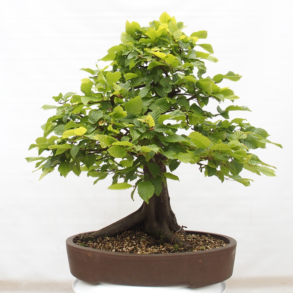 Vonkajší bonsai - Hrab obyčajný - Carpinus betulus
