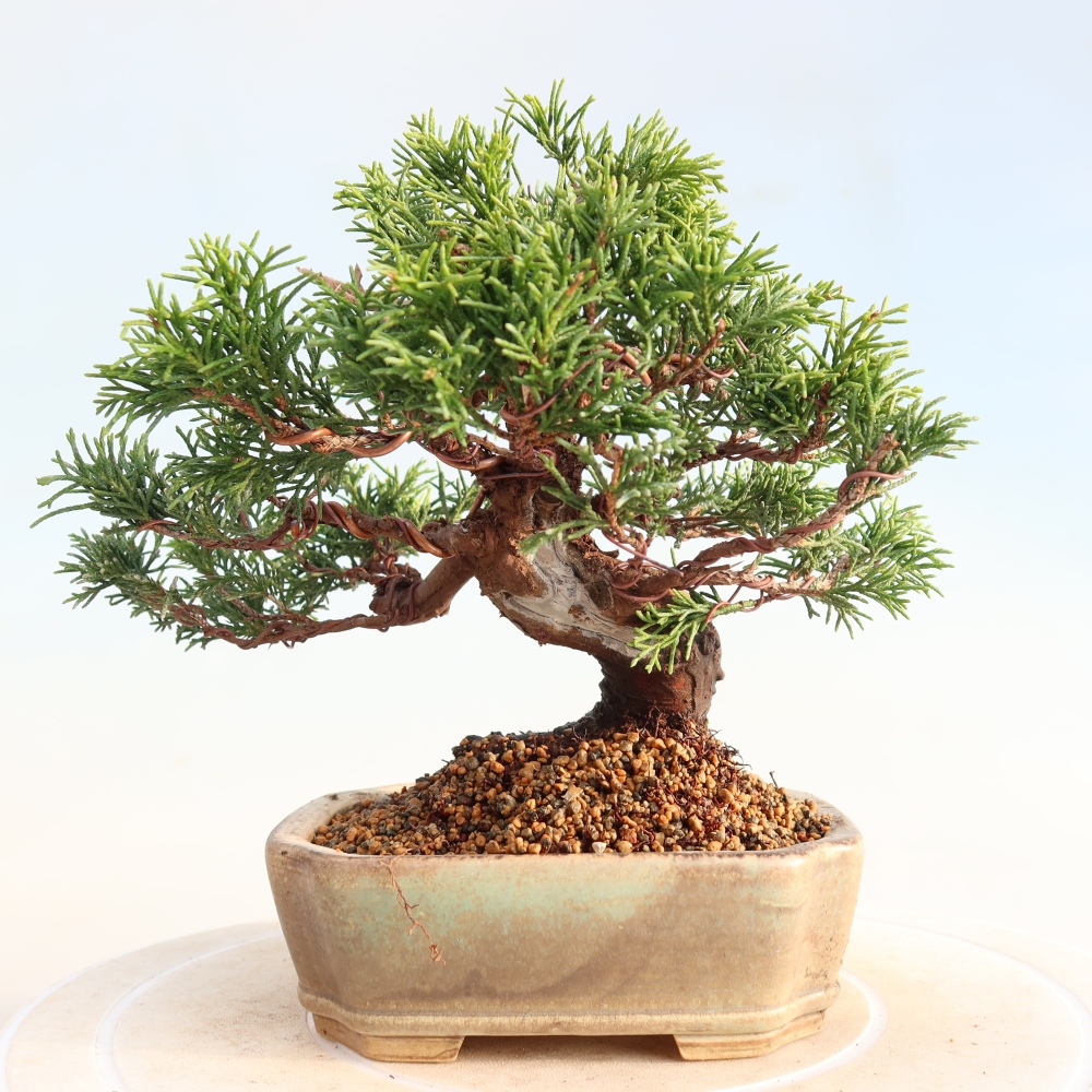 Vonkajší bonsai - Juniperus chinensis Itoigawa -Jalovec čínsky