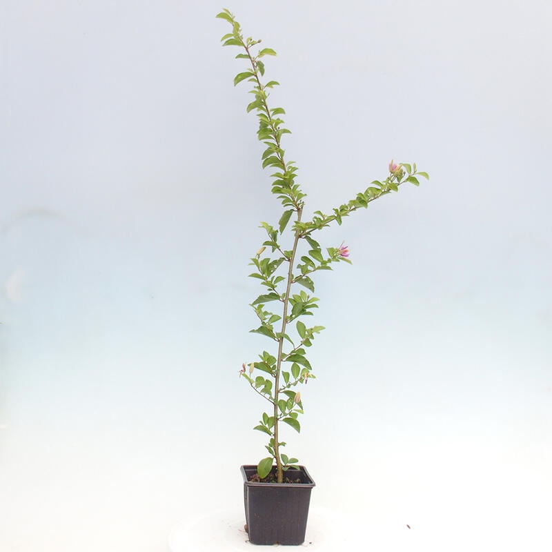 Grewia occidentalis - hviezdica levanduľová v kontajneri