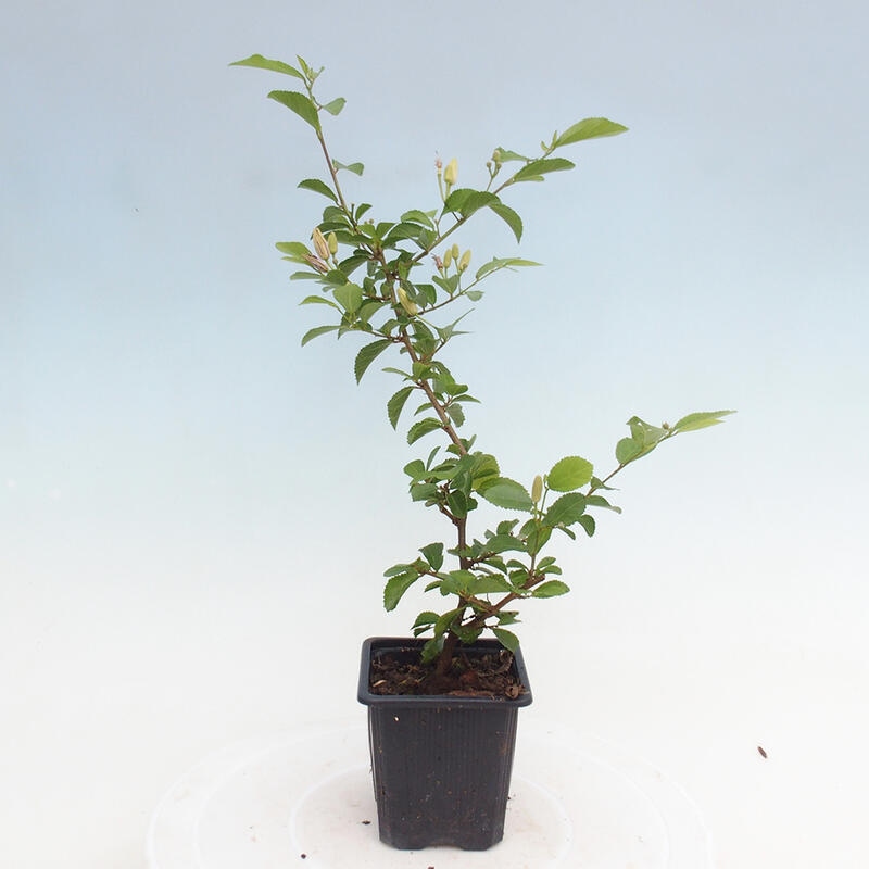 Grewia occidentalis - hviezdica levanduľová v kontajneri