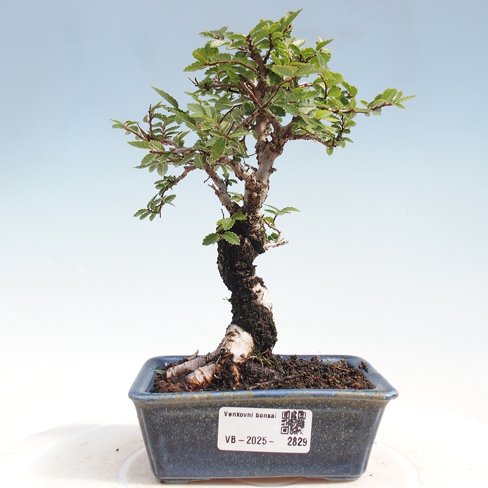 Vonkajšie bonsai - Zelkova - Zelkova Nirom