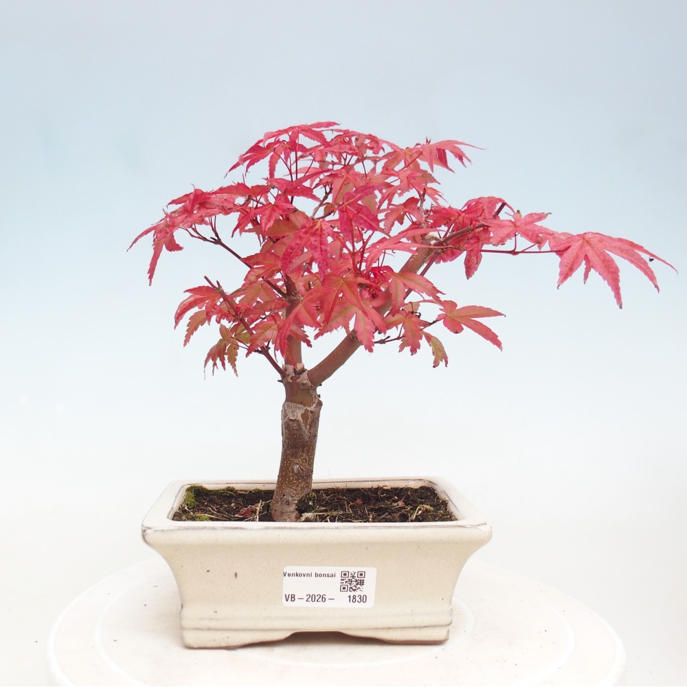 Vonkajší bonsaj - Acer palmatum DESHOJO