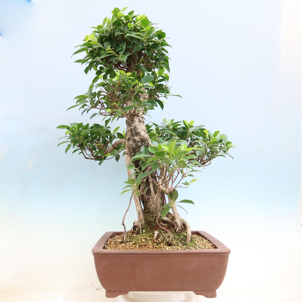 Izbové bonsaje - Ficus kimmen - drobnolistý fikus