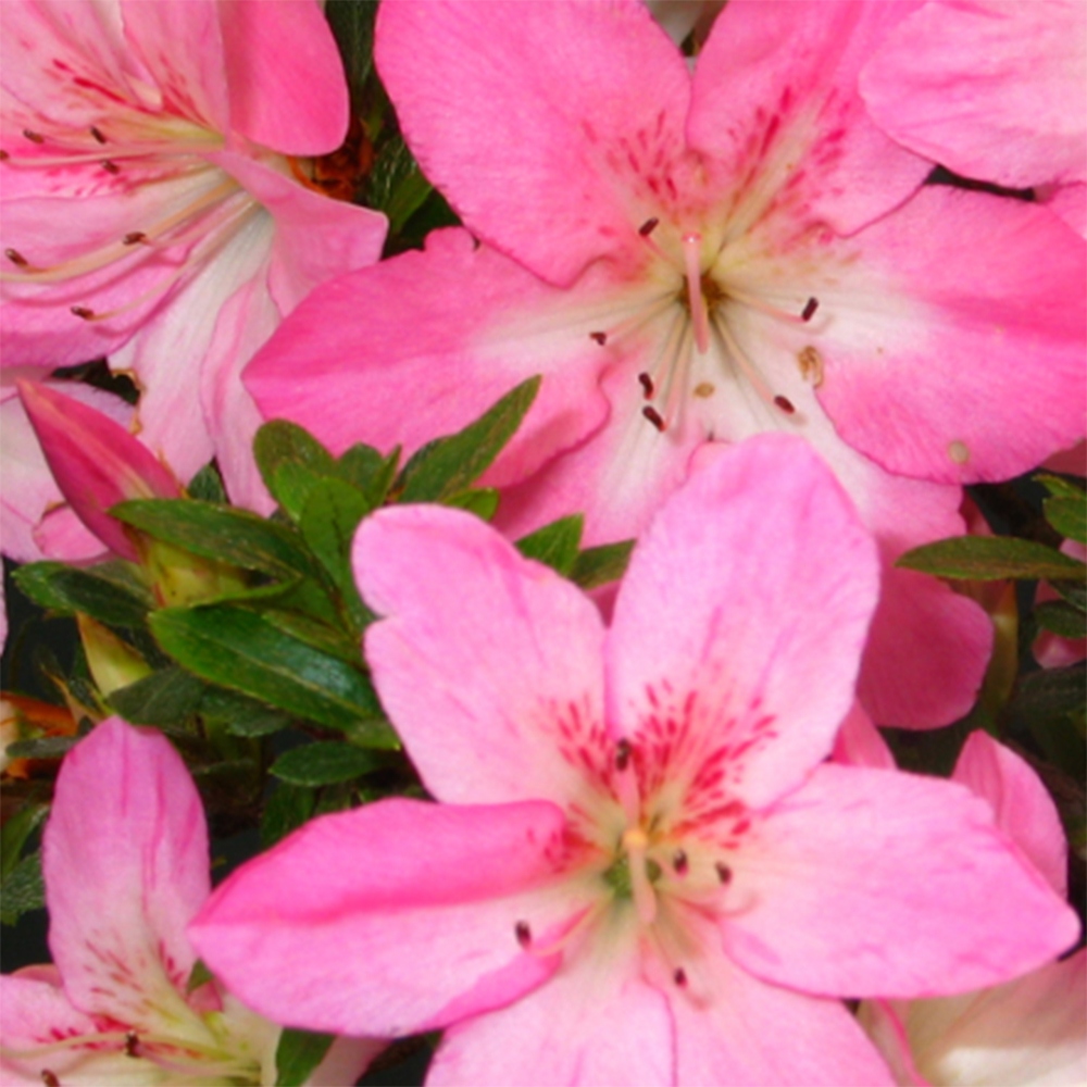 Vonkajšie bonsaje - Japonské azalky - Azalea Nasuno