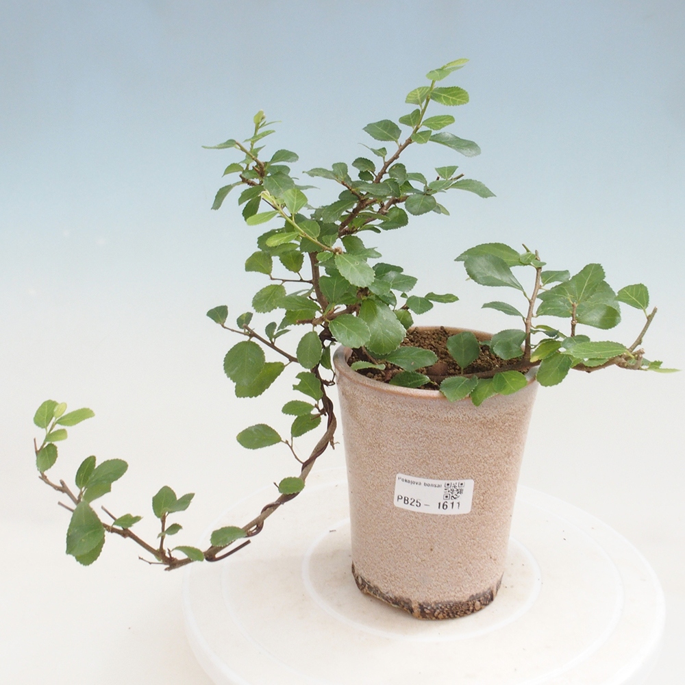 Izbová bonsai - Grewia occidentalis - Hviezdica levanduľová