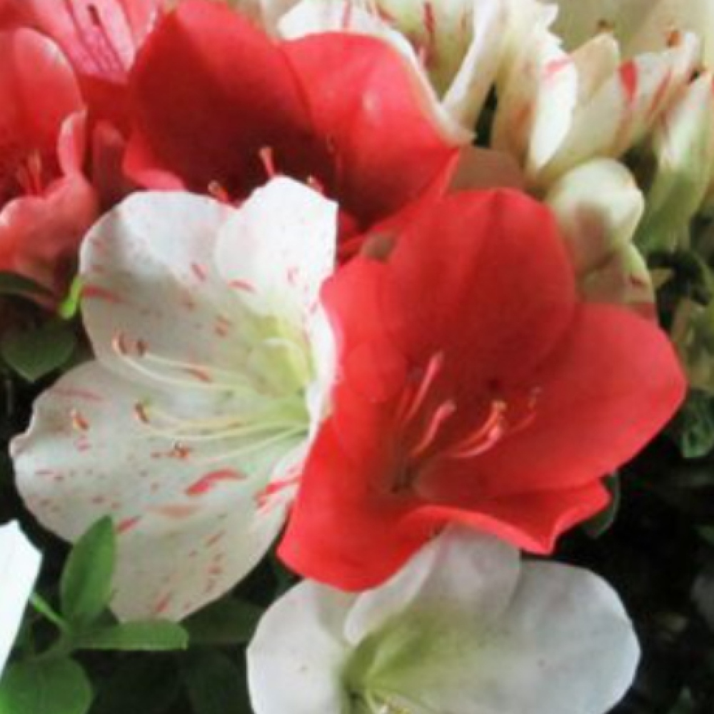 Vonkajší bonsaj - Japonská azalka - Azalka Asahi-no-izumi