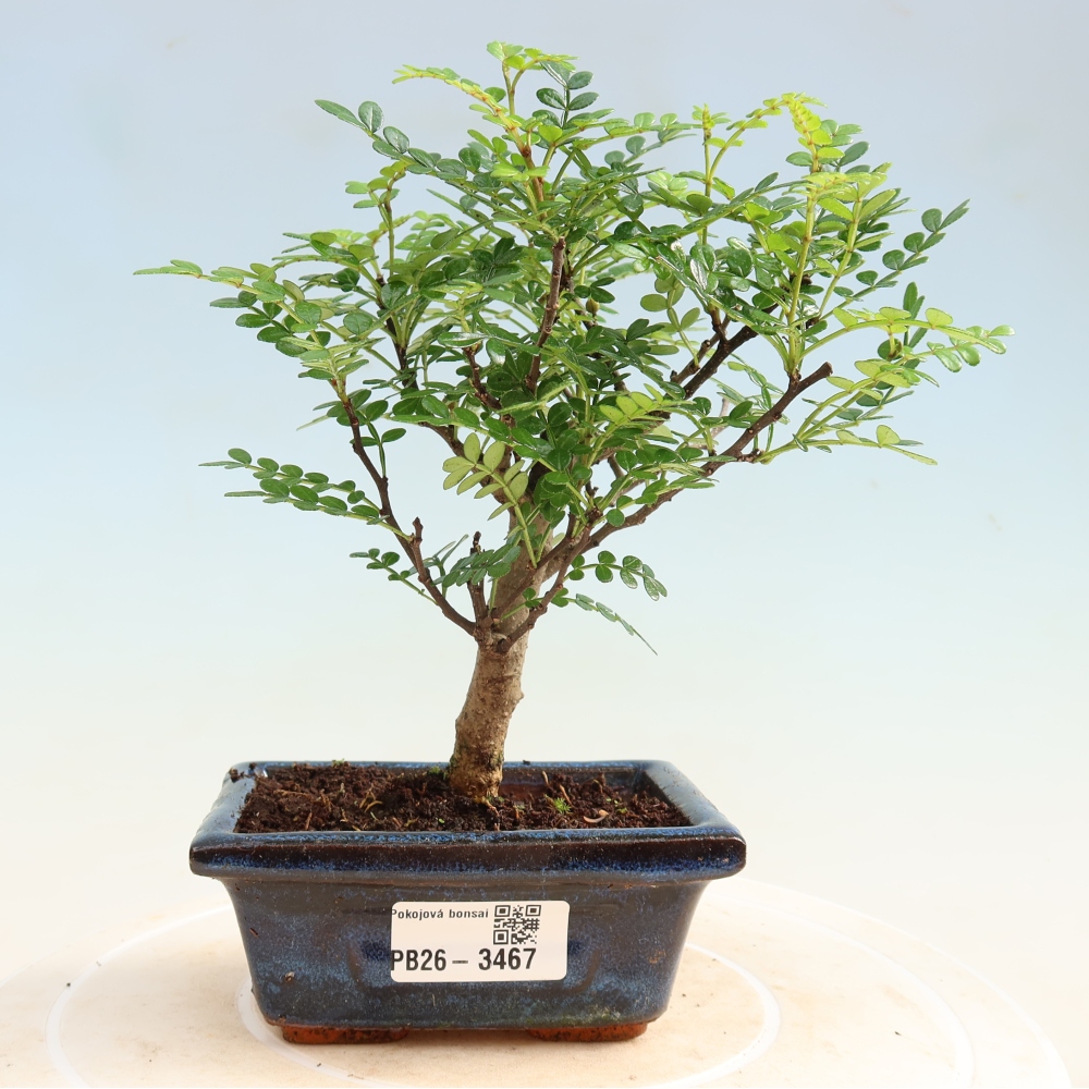 Izbový bonsaj - Zantoxylum piperitum - paprikový strom