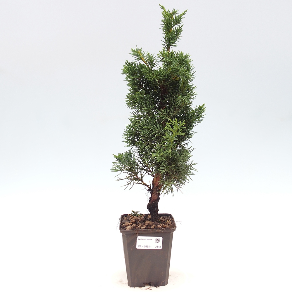 Vonkajšie bonsai - Juniperus chinensis Kishu -Jalovec čínsky