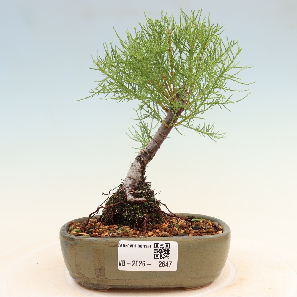 Vonkajšie bonsaje – Tamaryšek – Tamarix