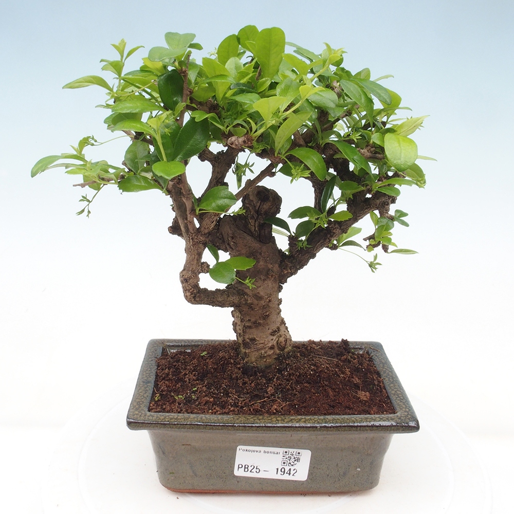 Izbová bonsai - Carmona macrophylla - Čaj fuki