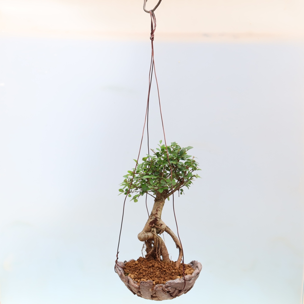 Kokedama v keramike – Ulmus parvifolia – jaseň malolistý