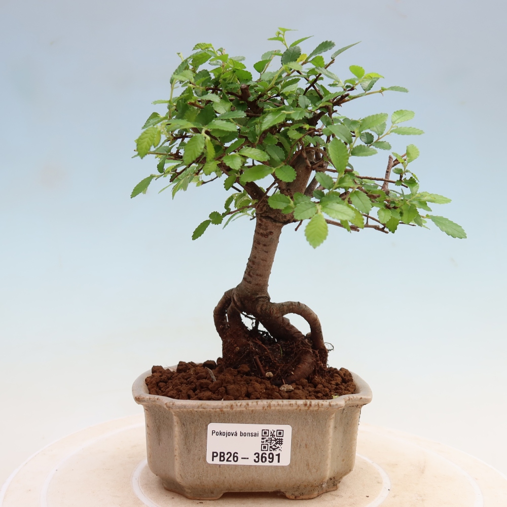 Izbový bonsaj - Ulmus parvifolia - brest malolistý