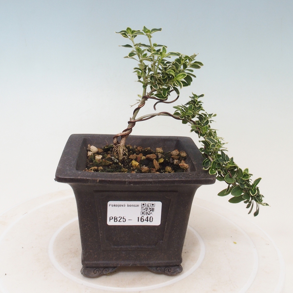 Izbová bonsai - Serissa foetida Variegata - Strom tisíce hviezd