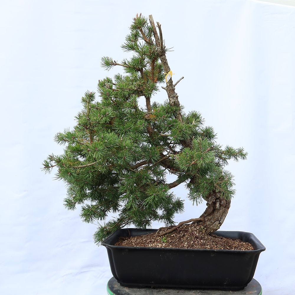 Pinus sylvestris Španielsko – borovica lesná