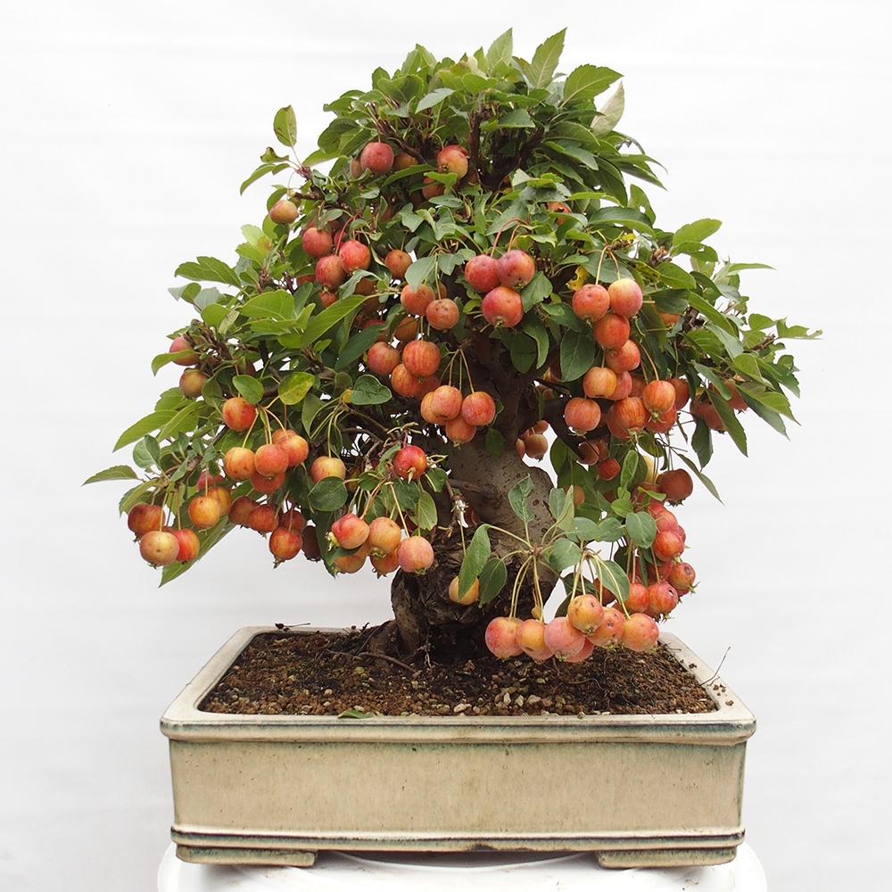 Vonkajší bonsai -Malus halliana - Maloplodá jabloň
