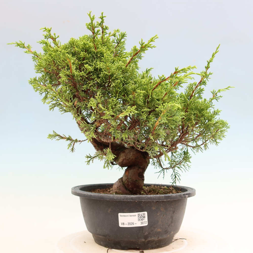 Vonkajší bonsai – Juniperus chinensis Itoigawa – čínsky jalovec