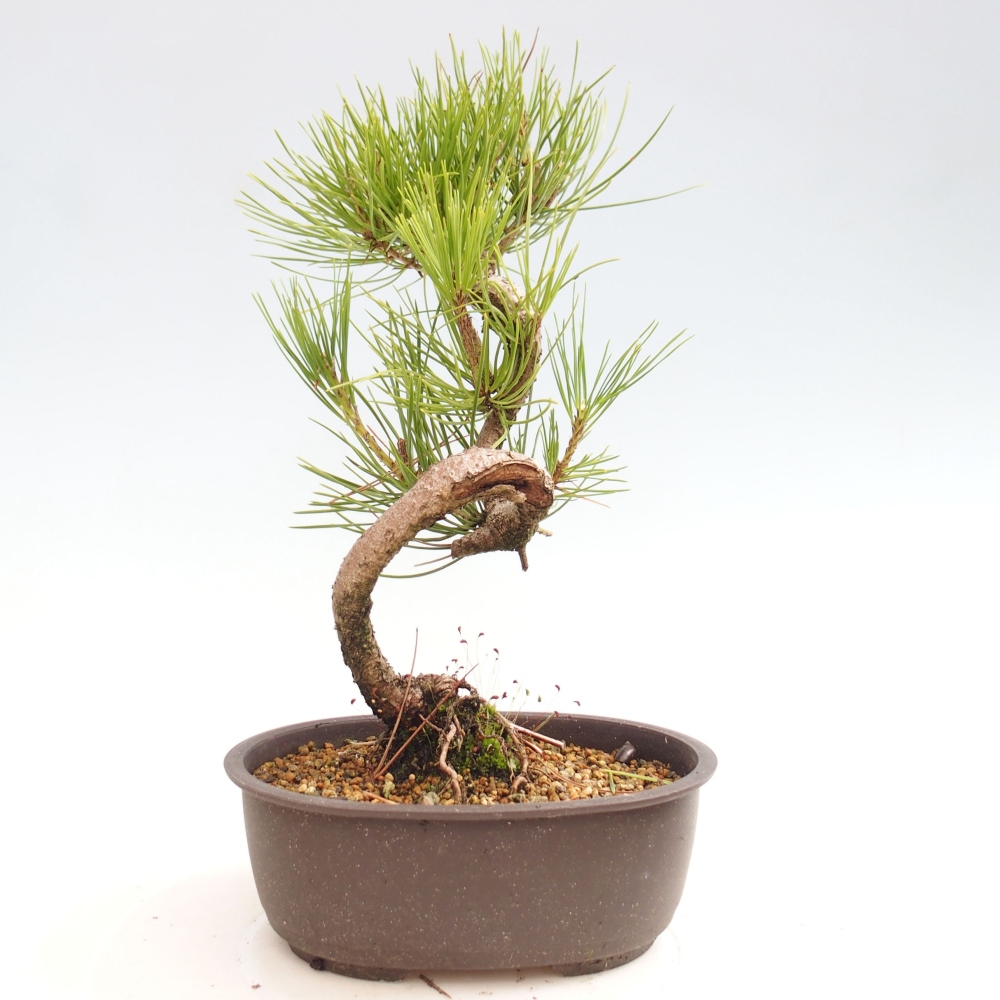 Vonkajší bonsai - Pinus thunbergii - Borovica thunbergova